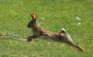 10 Curiosidades de los conejos