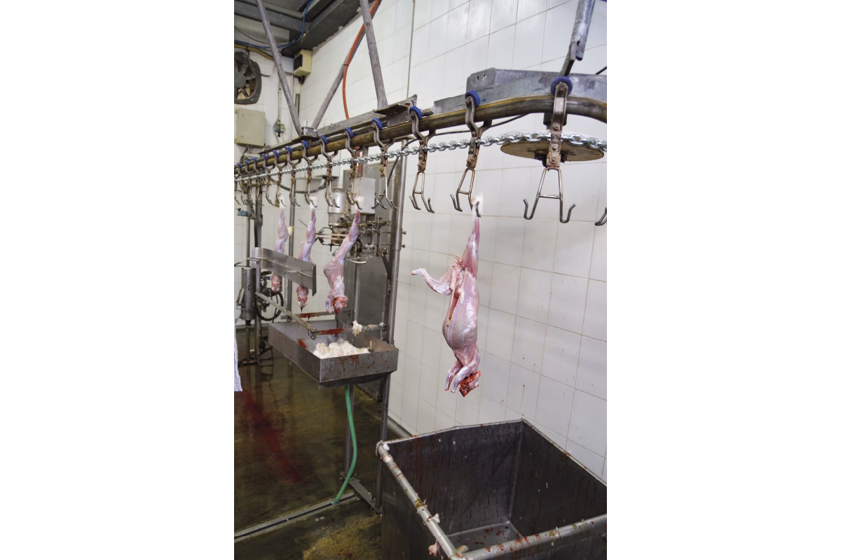 ¿A qué edad se suelen sacrificar los animales que se utilizan como alimento?