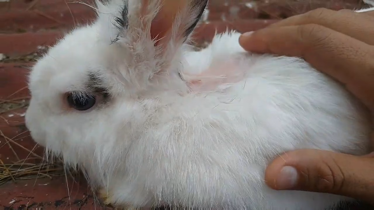 ¿Por qué mi conejo está perdiendo pelo alrededor del cuello?