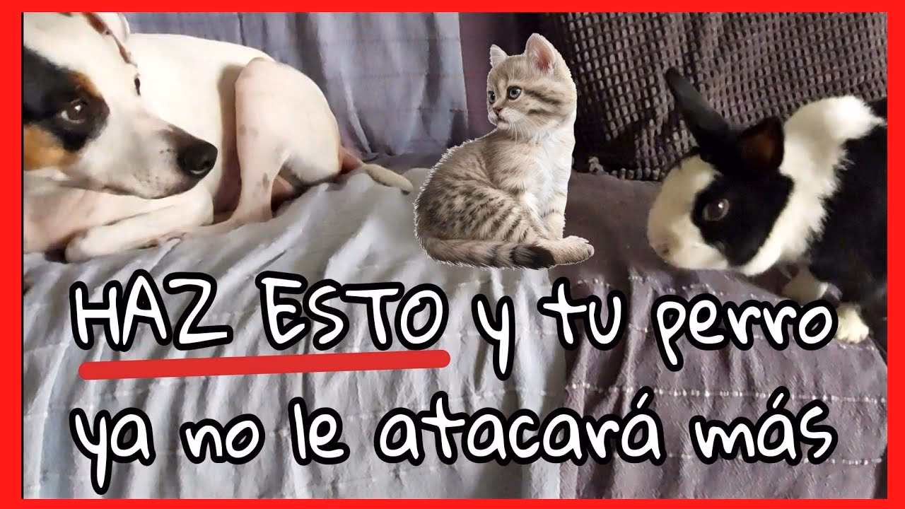 ¿Puede un conejo sobrevivir a la mordedura de un perro?