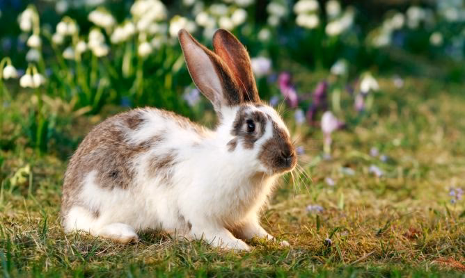 ¿Cuántos tipos de conejos hay en Paraguay?