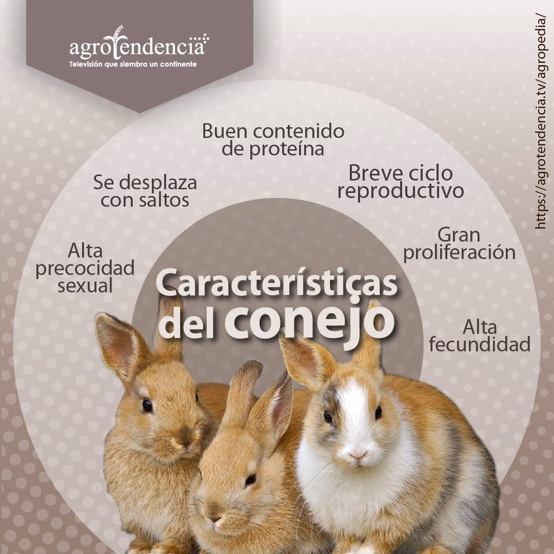 ¿Cómo se les dice a los cuis?