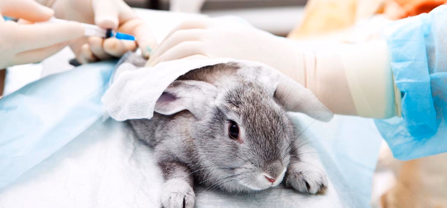 ¿Qué significa si mi conejo tiene la respiración agitada?