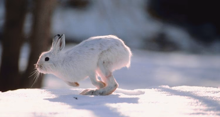 ¿Cuál es la velocidad máxima de un conejo?