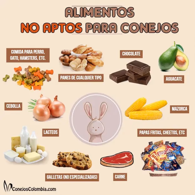 ¿Qué cura la amoxicilina en animales?