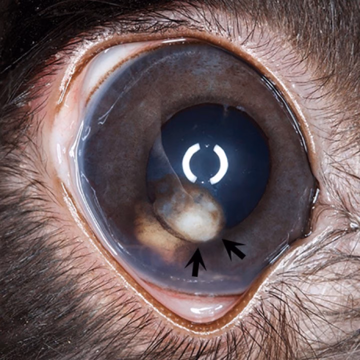 ¿Cuál es el tratamiento para un absceso corneal en conejos?
