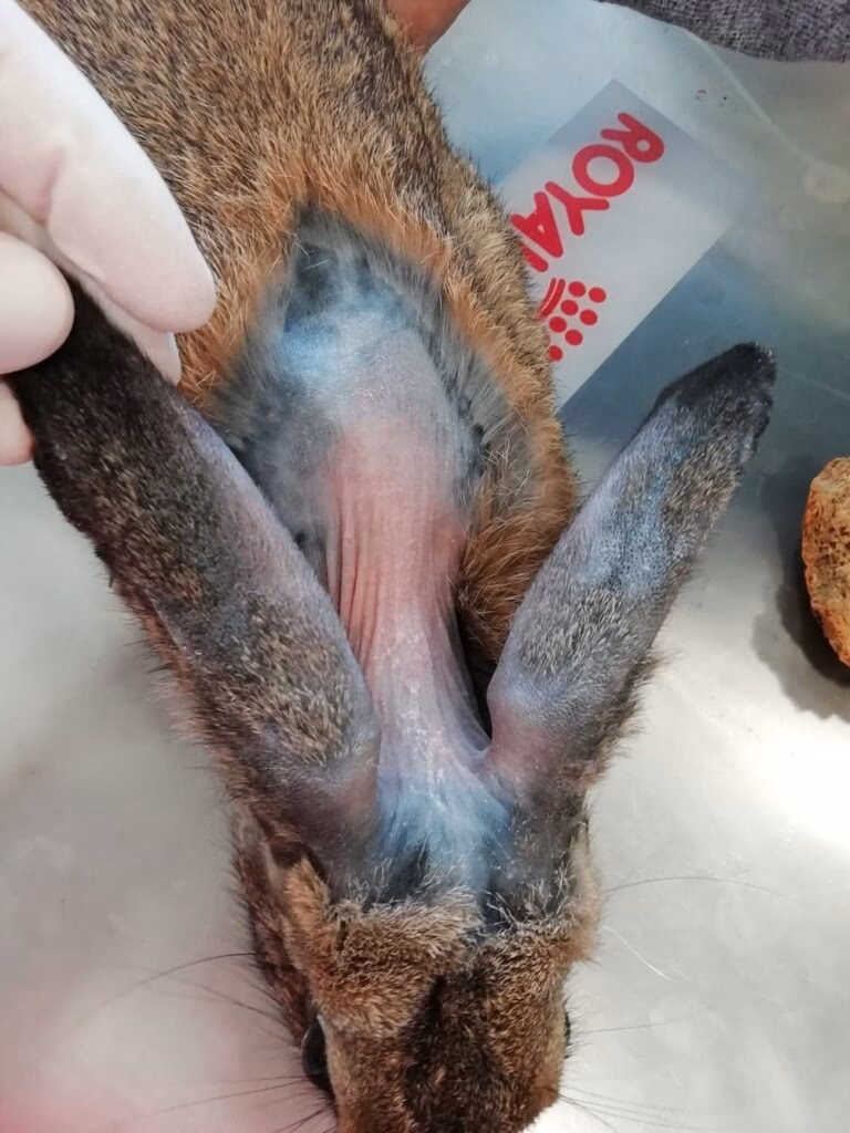 ¿Qué acaricida es adecuado para conejos?