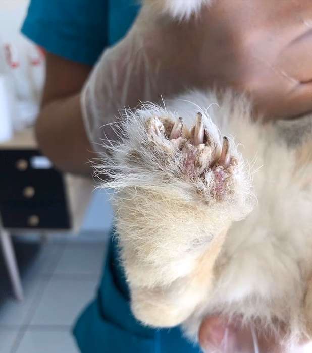 ¿Cómo deshacerse de los ácaros Cheyletiella en los conejos?