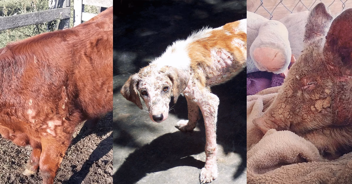 ¿Qué pasa si le doy aceite a un conejo?