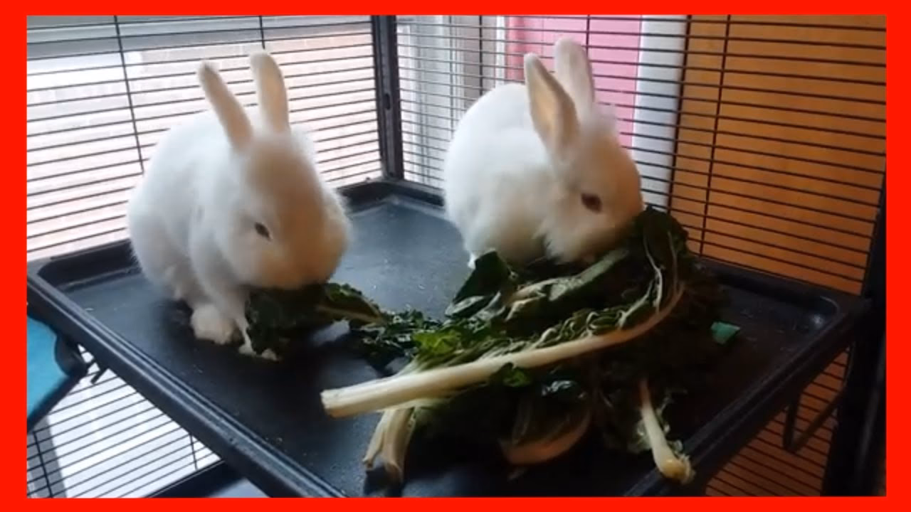 ¿Qué parte de la acelga puede comer un conejo?