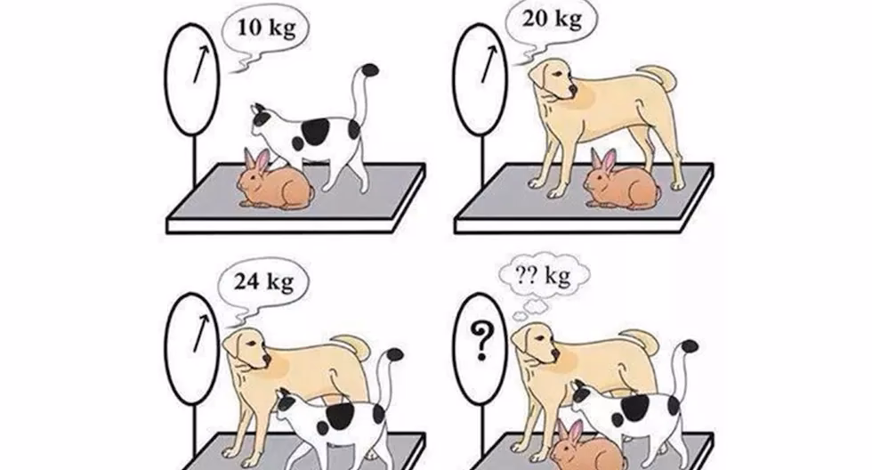 ¿Cómo el perro y el gato dicen?