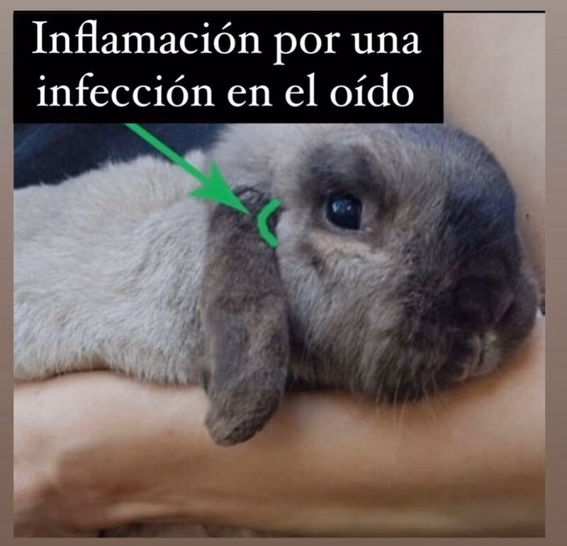 ¿Qué pasa cuando hay una bacteria en el oído?