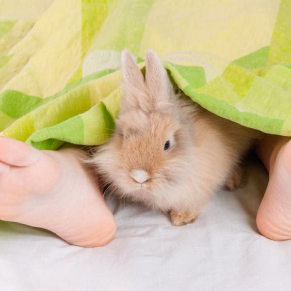 ¿Cómo adaptar a un conejo?