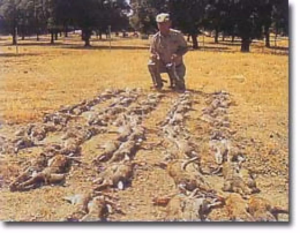 ¿Cuánto adelantar el tiro al jabalí en carrera?