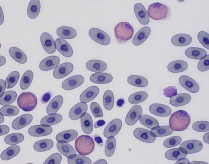 ¿Qué es la hemoglobina en un conejo?