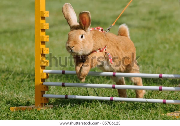 Is a rabbit hopping or jumping?