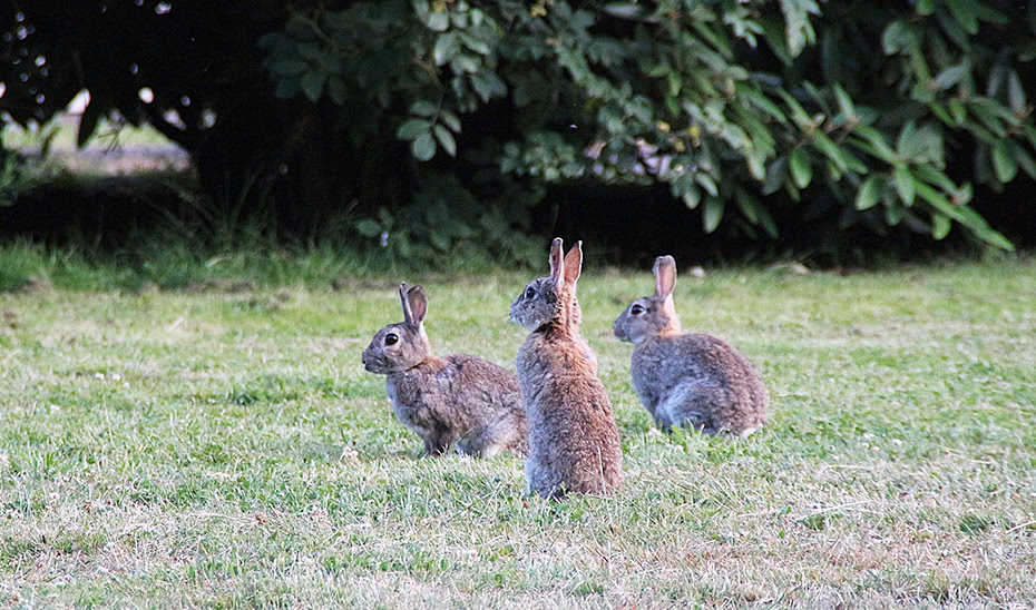 ¿Qué es la agroecología animal?