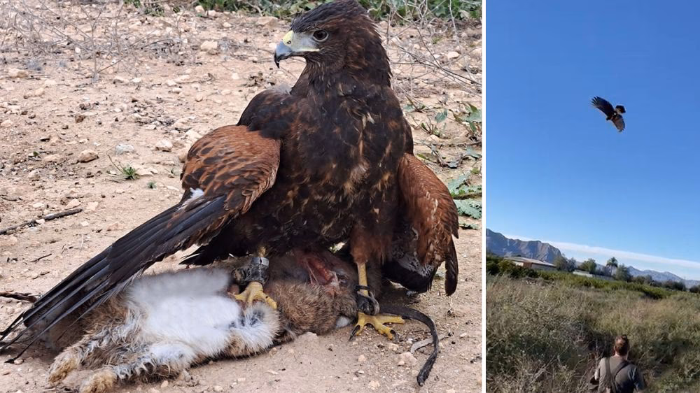 ¿Cómo se llama el animal que se parece al águila?