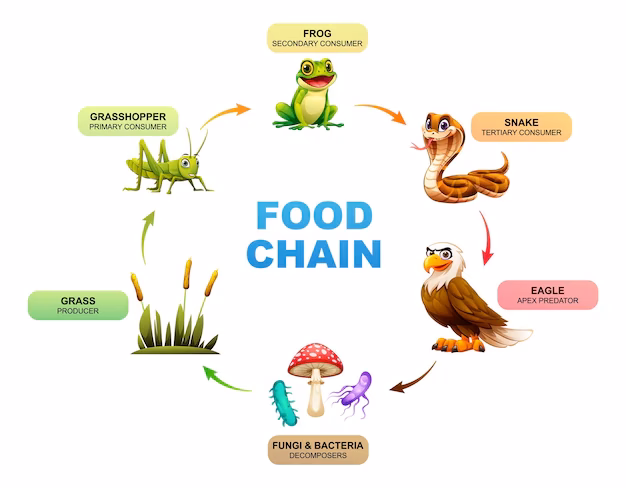 ¿Qué es un productor, la planta, el animal, la bacteria, el hongo o el ser humano?