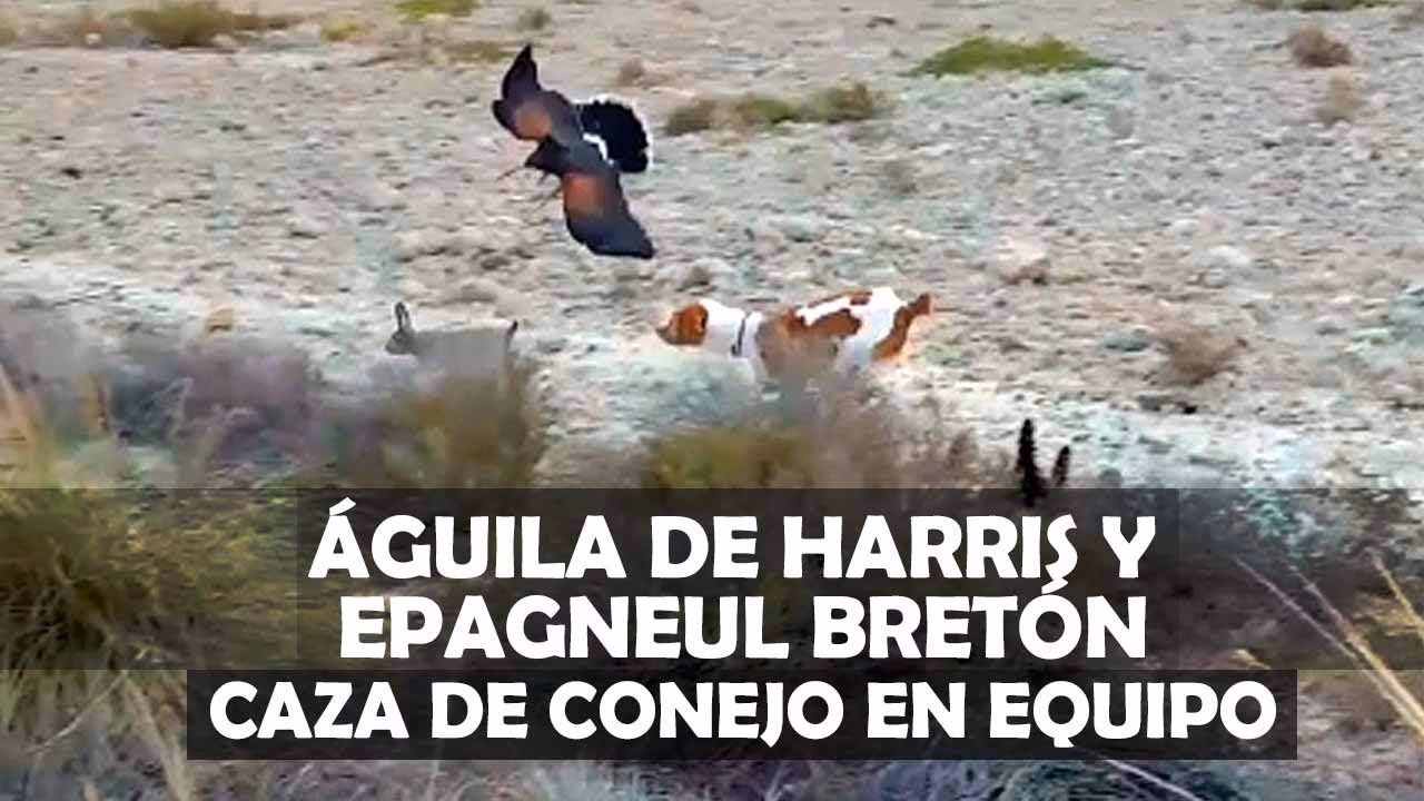 ¿Cuánto vale un águila de Harris?