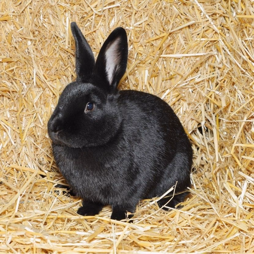 How long do Alaska rabbits live?