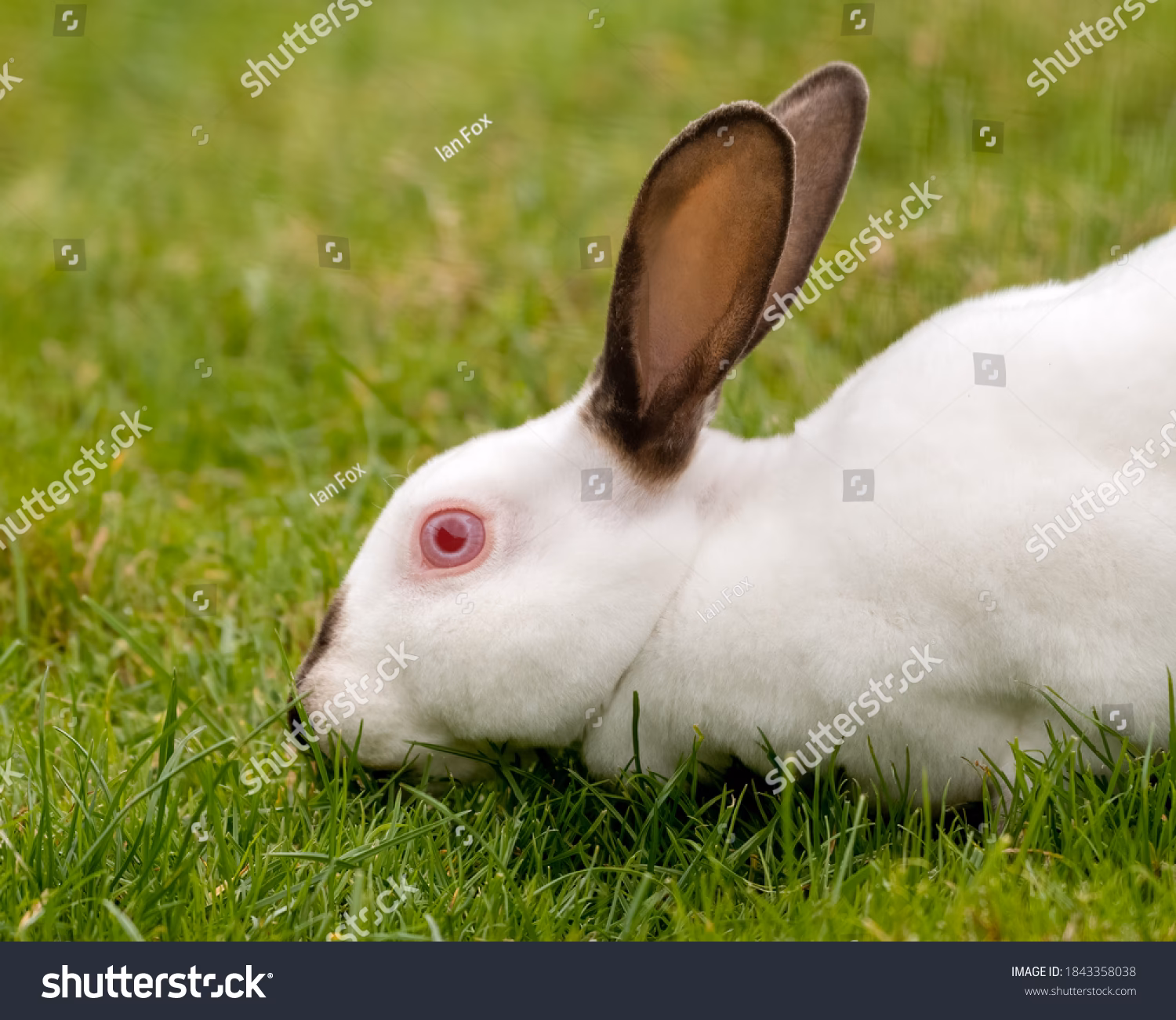 ¿Qué causa el albinismo en los conejos?