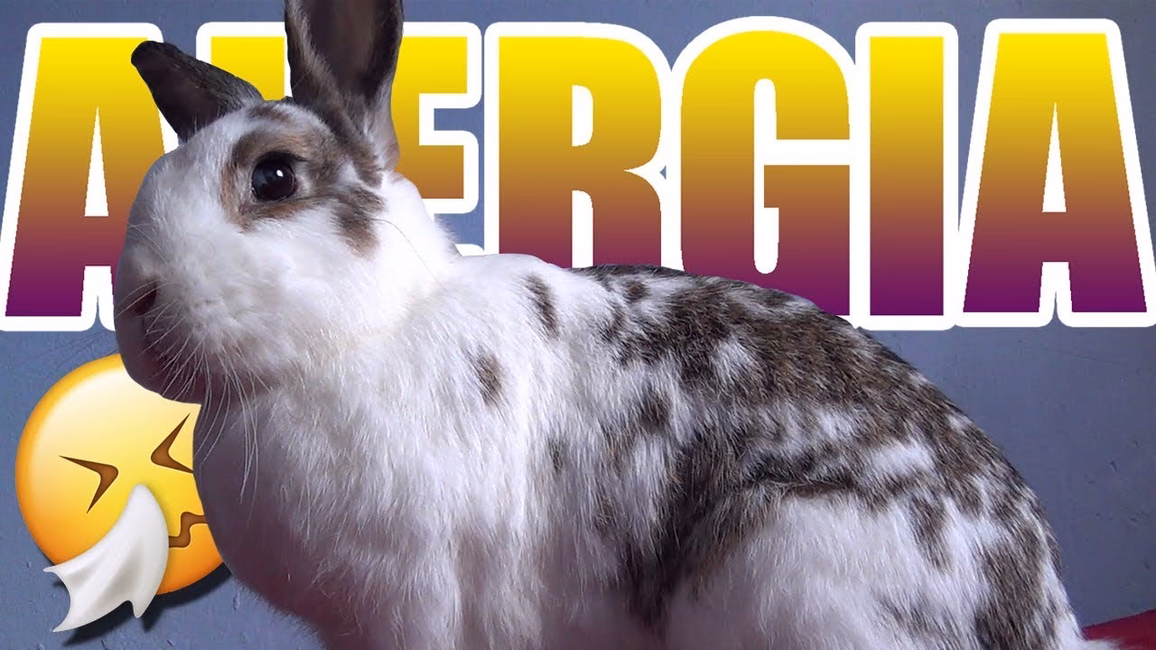 ¿Cómo sé si soy alérgico a mi conejito?