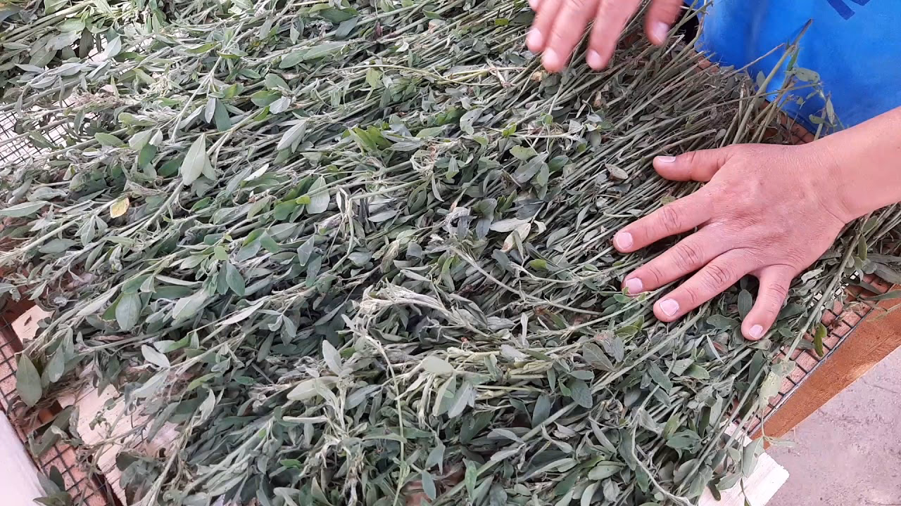 ¿La alfalfa fresca es buena para los conejos?