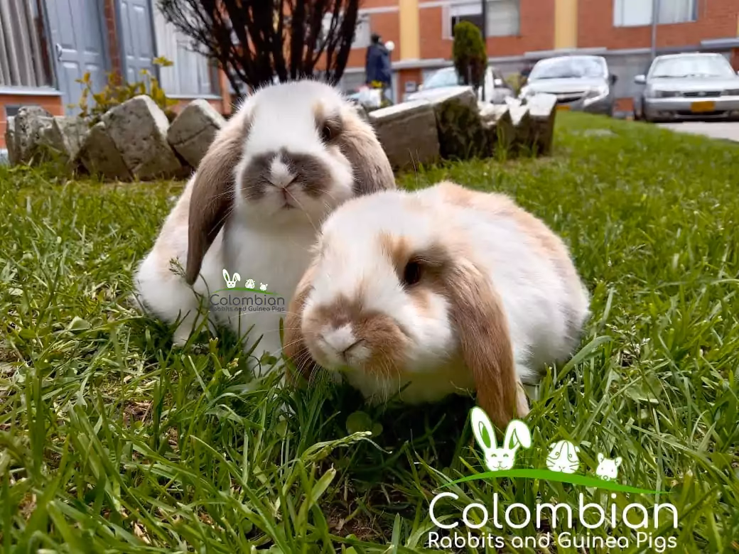 ¿Qué nutrientes son necesarios para la alimentación de los cuyes?