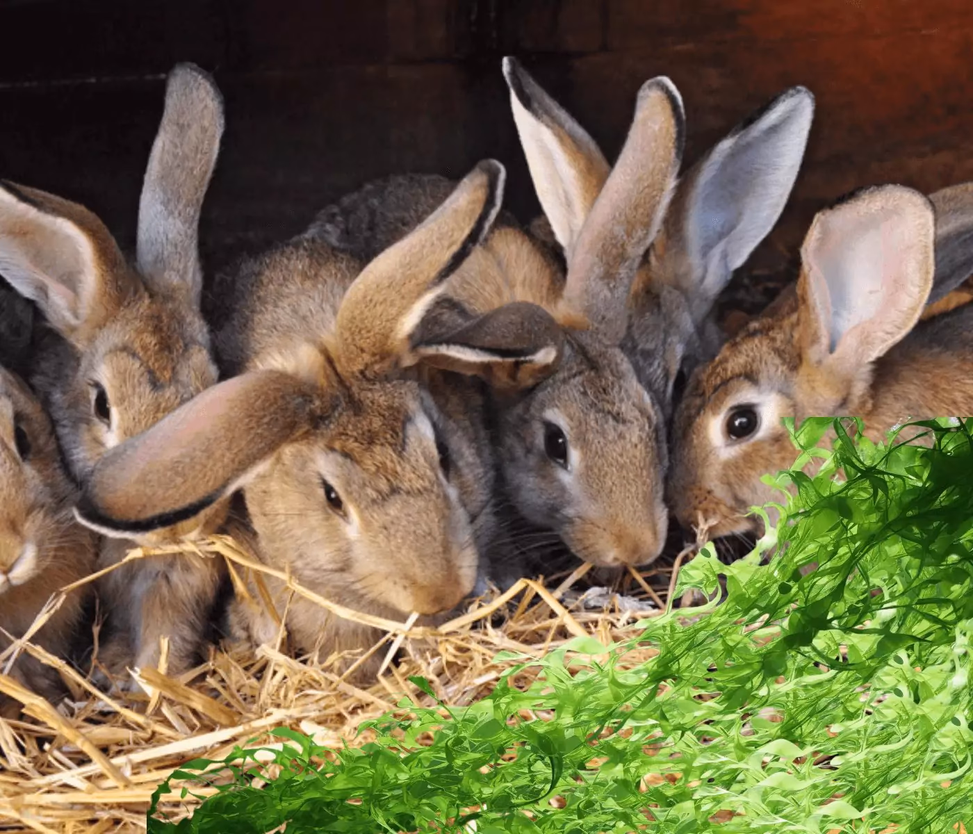 ¿Cuál es la conversión alimenticia de los conejos?