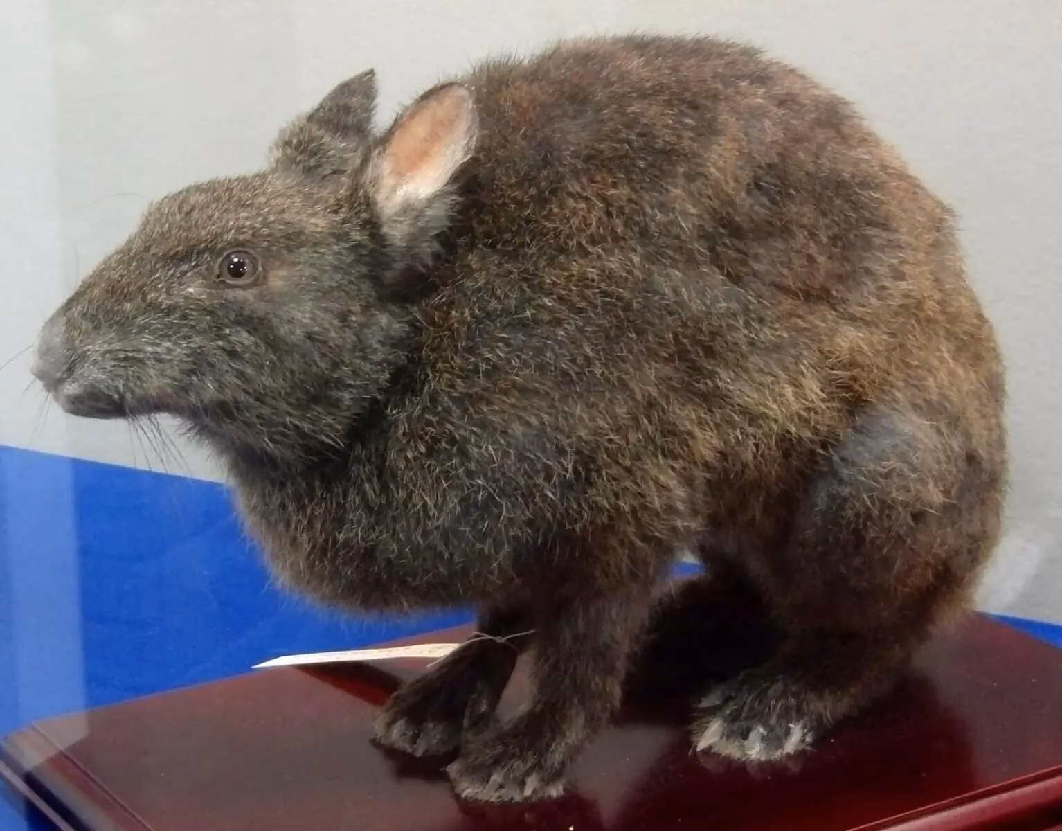 How many Amami rabbits are there?