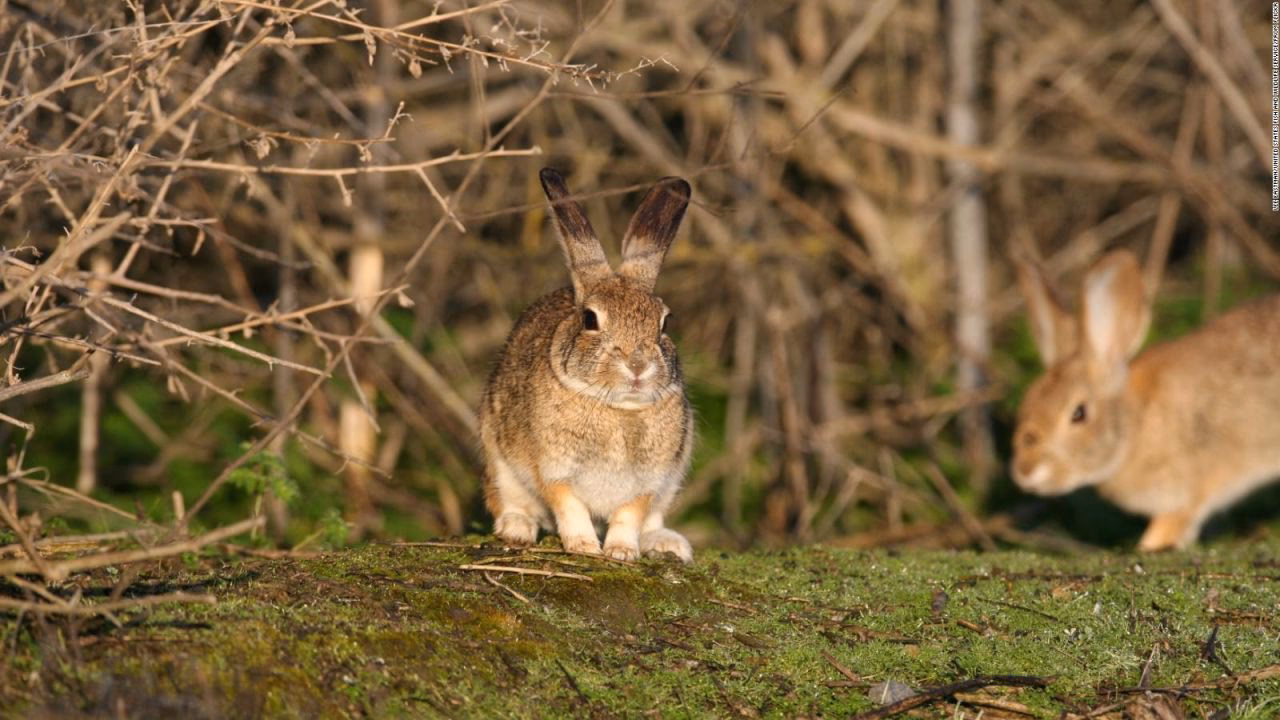 ¿Cuál es el conejo más amenazado del mundo?