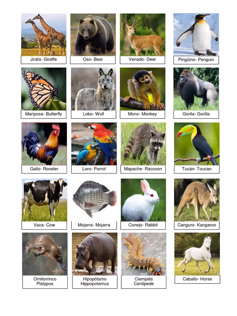 ¿Cuáles son 10 nombres de animales salvajes en inglés?