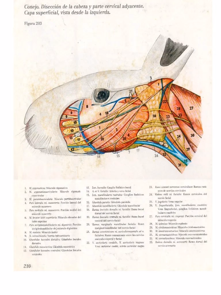 ¿Qué pasa si mi conejo tiene la cabeza inclinada?