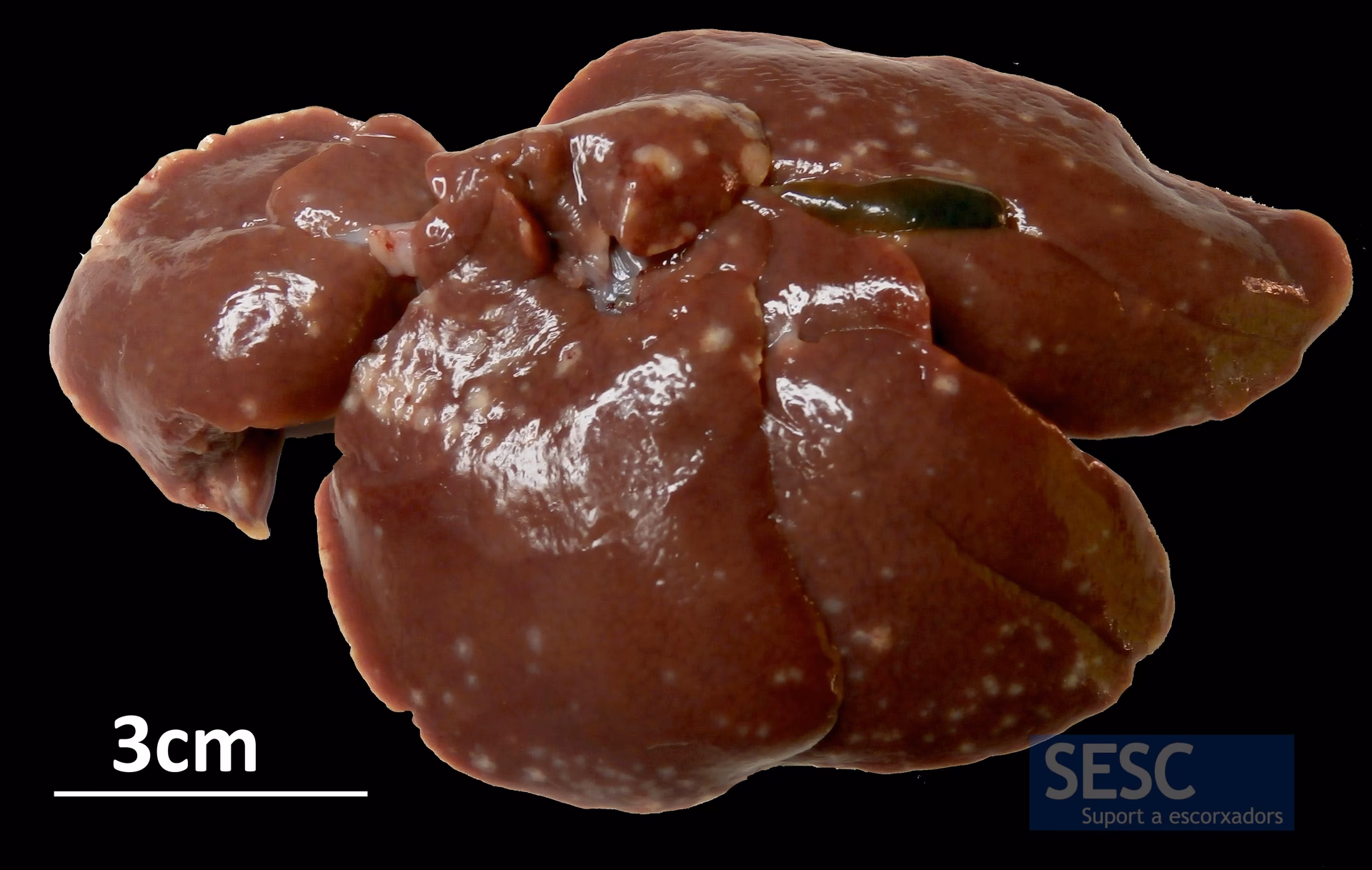 ¿Cómo es el hígado del conejo?