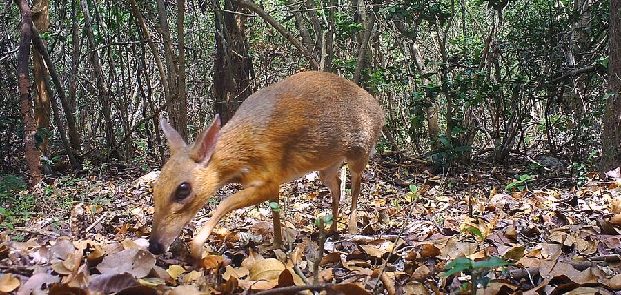 ¿Qué animal se parece a un conejo y a un ciervo?