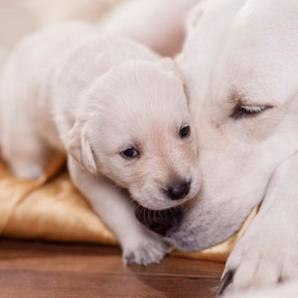 ¿Cómo se llama el conjunto de crías de un animal?