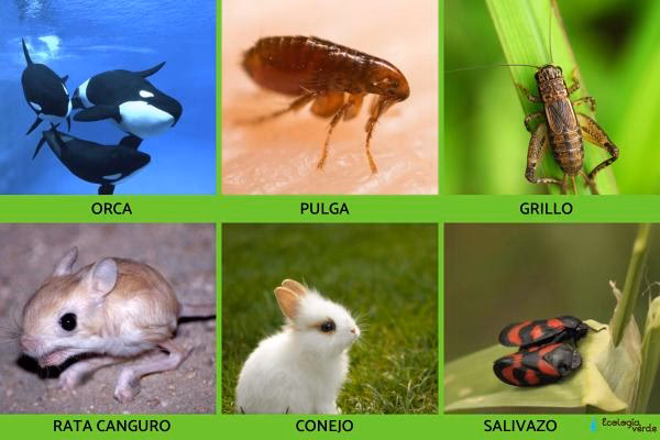 ¿Cuál es el único animal en la Tierra que no puede saltar?