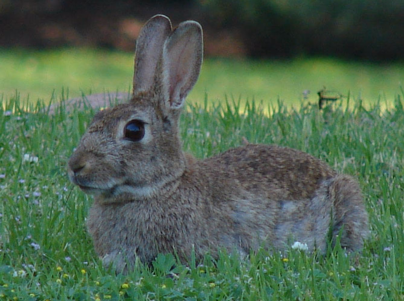 ¿Cómo se llama el que parece conejo?