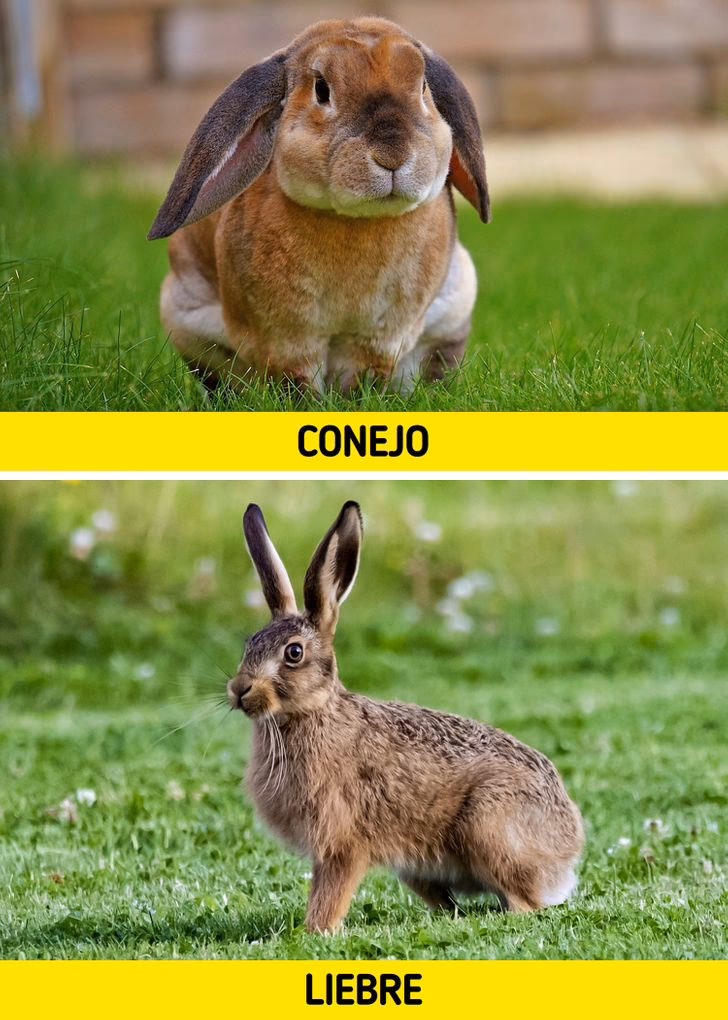 ¿Qué animal grande se parece a un conejo?