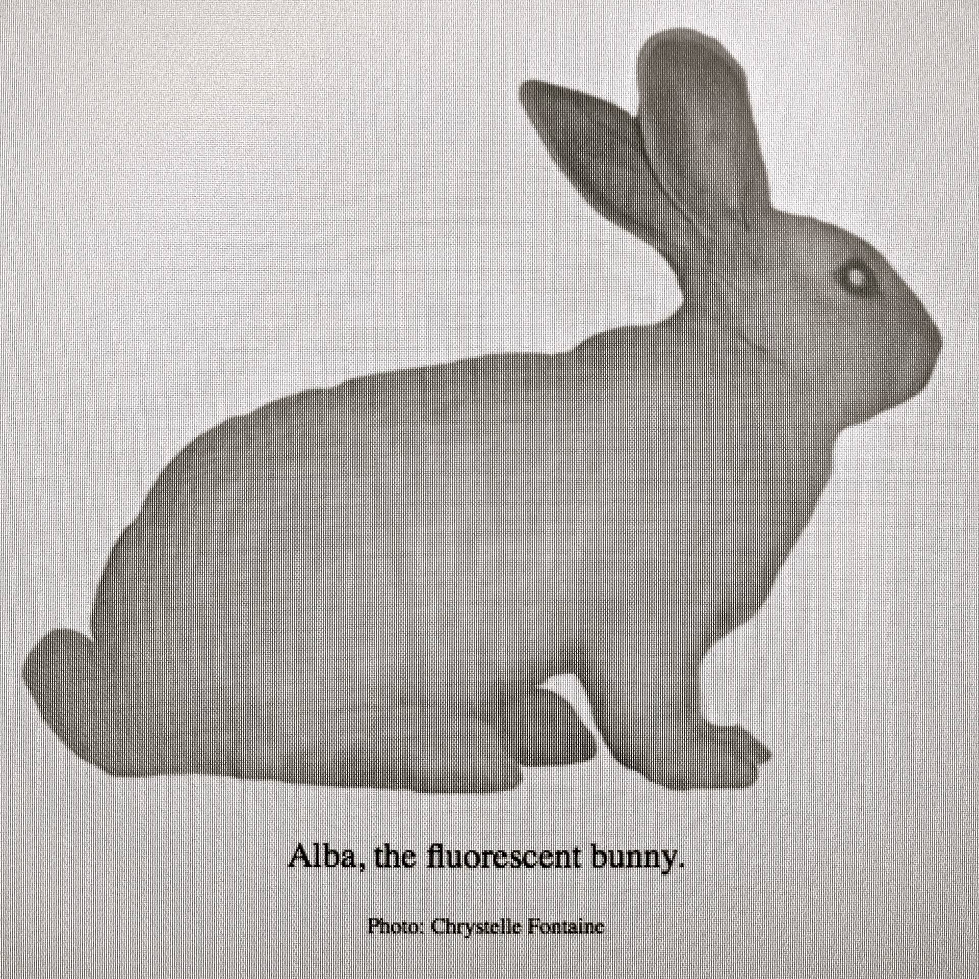 ¿Qué animal constituye el 95% de los animales transgénicos?