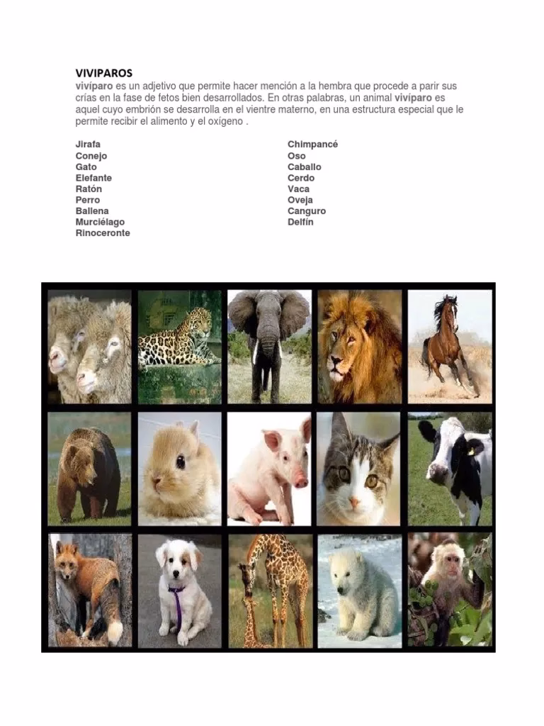 ¿Cuál es un animal vivíparo?