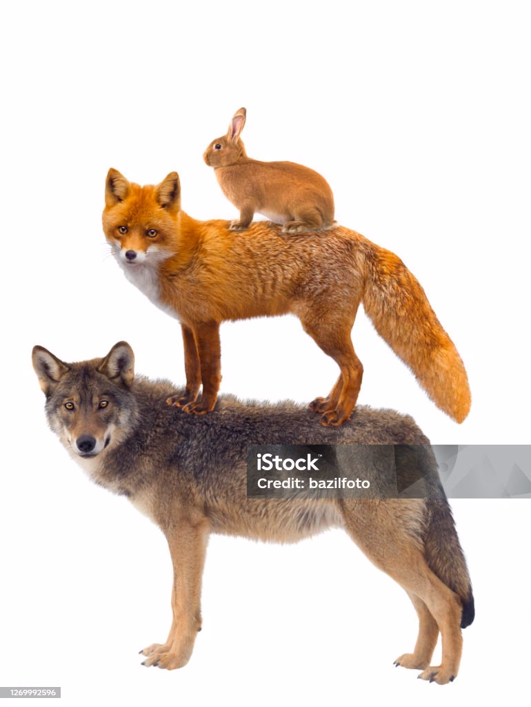 ¿Qué parásitos tienen los animales?