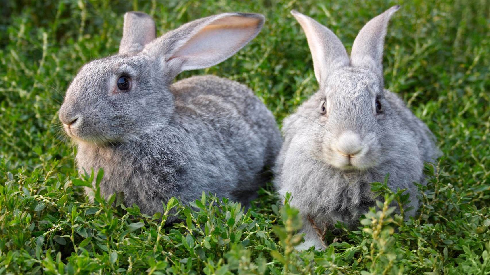 ¿Qué animal puede digerir el ántrax?