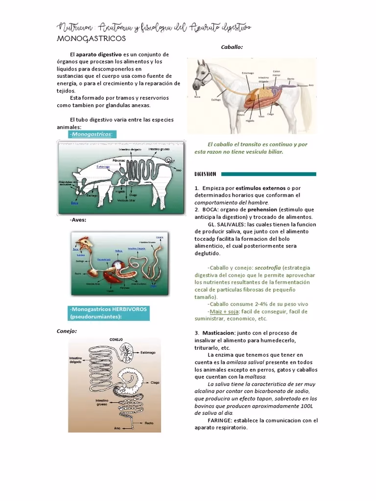 ¿Qué tipo de sistema digestivo tiene un caballo?