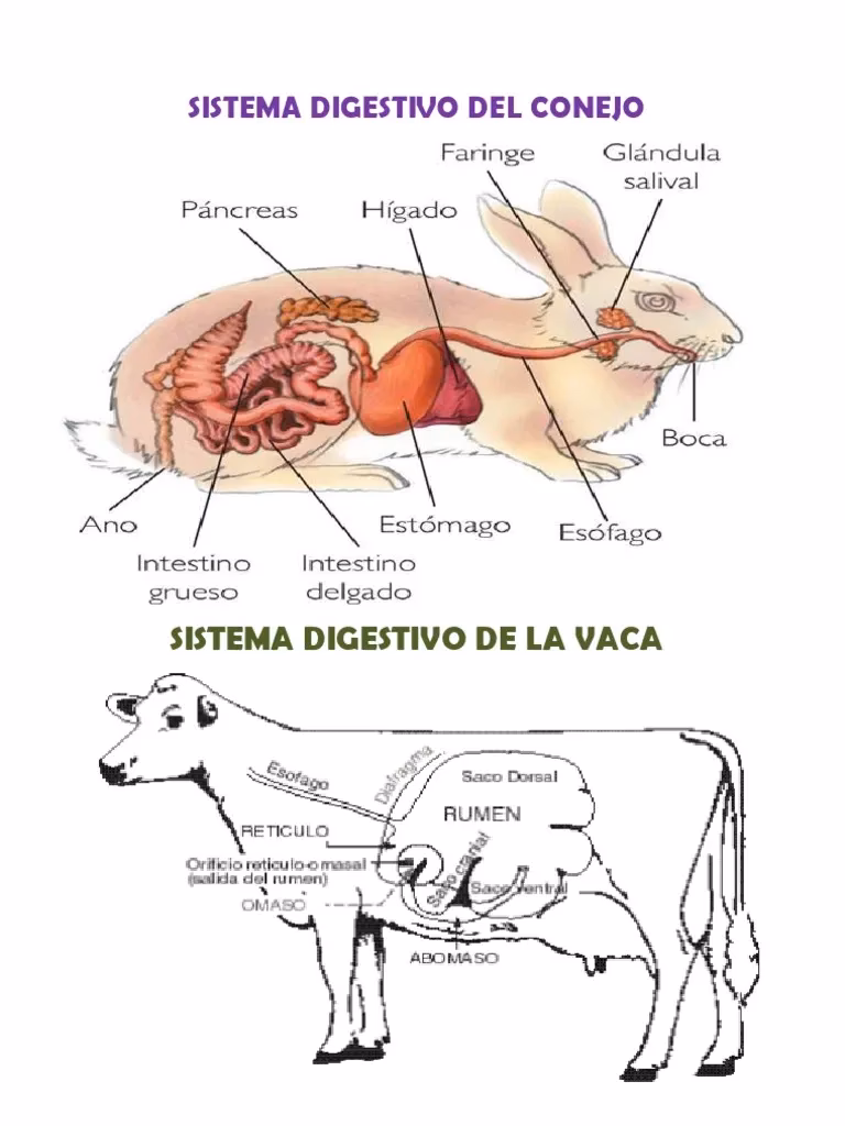 ¿Cómo se llama el aparato digestivo de la vaca?