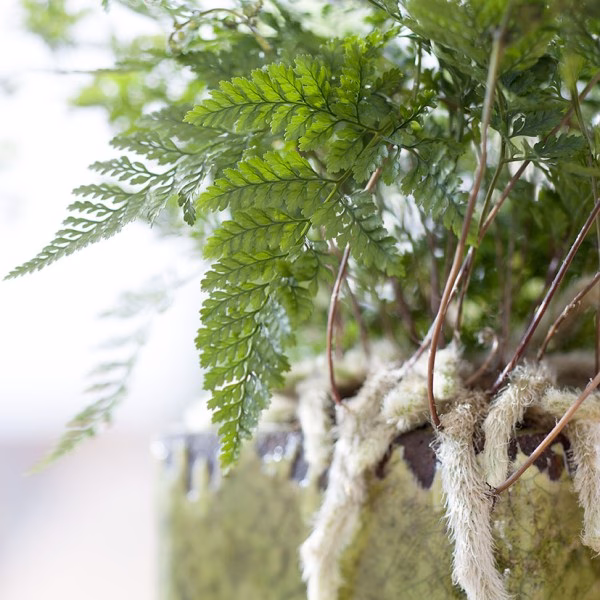 ¿Qué le pasa a mi helecho pata de conejo?
