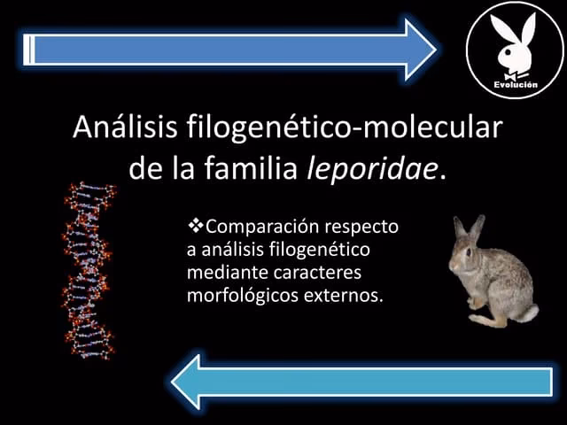 ¿Cuál es la genética de los conejos?