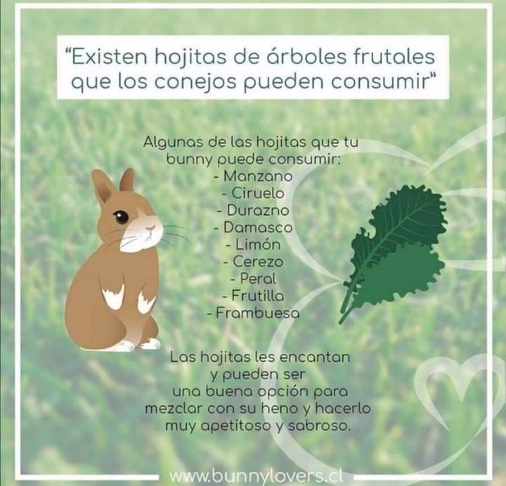 ¿Qué tipo de árbol les gusta a los conejos?