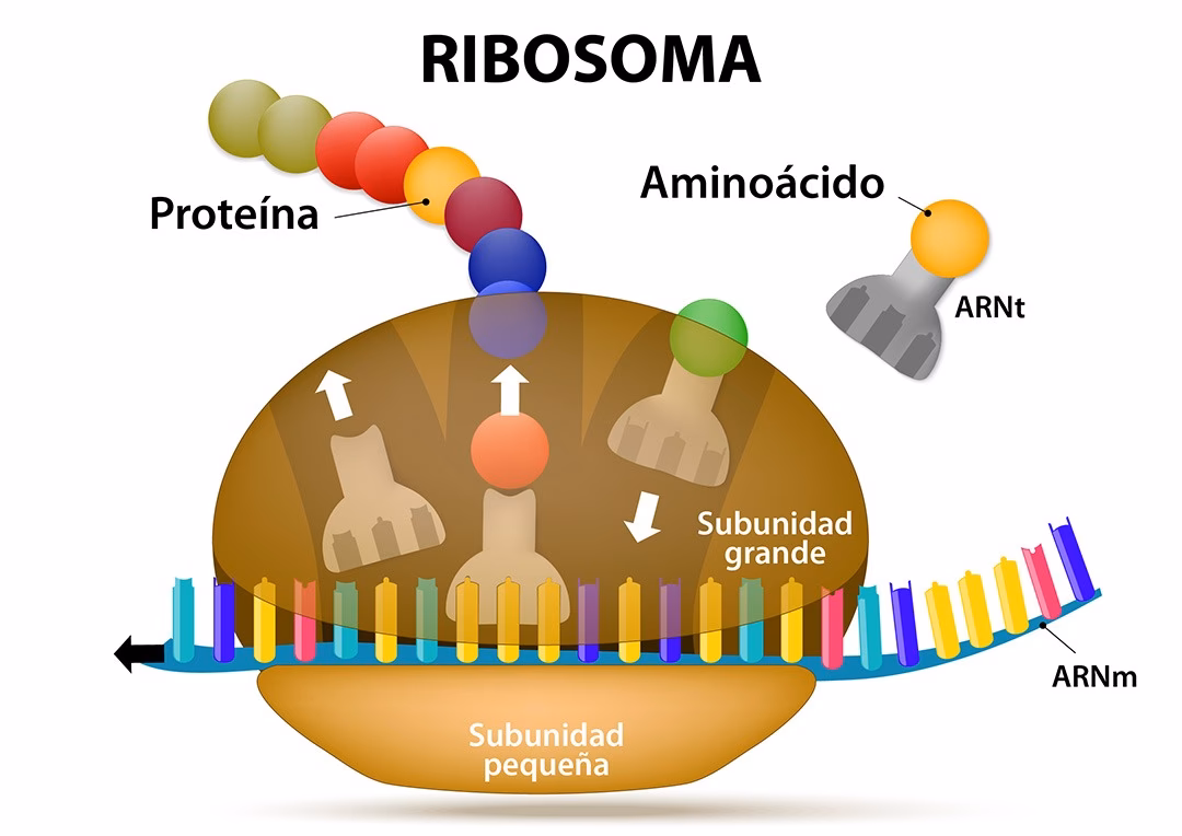 ¿Cuál es la clave para interpretar el mensaje de ARNm?